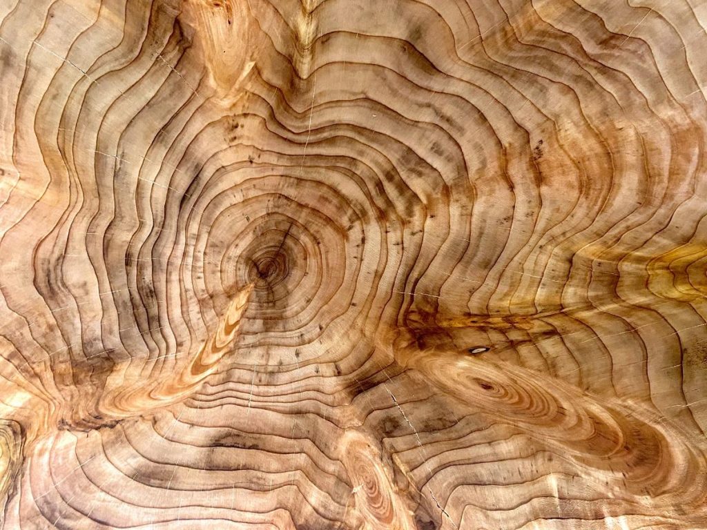 cypress-wood-cookie